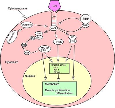 Application of Growth Hormone in in vitro Fertilization